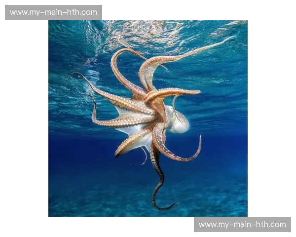 深海的“异星领主”与陆地的“造物信徒”:当人类遇见章鱼,谁才是进化的终极答案?